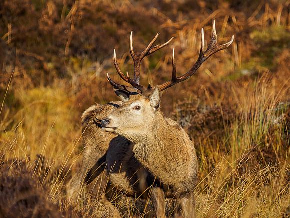 Sunlit Stag 2