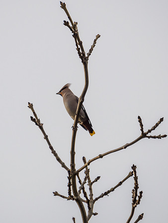 Bohemian Waxwing