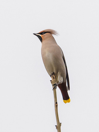 Bohemian Waxwing
