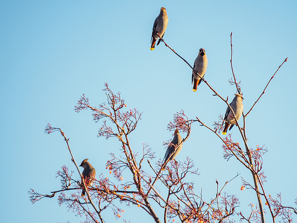 Waxwing Irruption