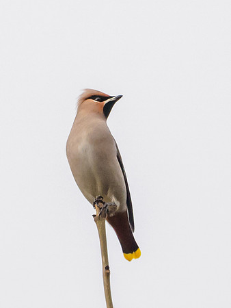 Bohemian Waxwing