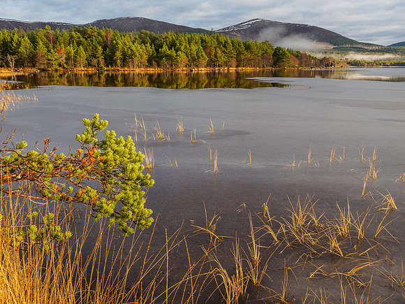 Loch Morlich