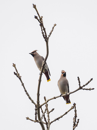 Bohemian Waxwing