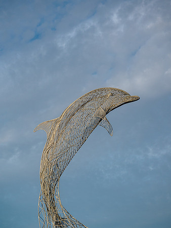Dolphin