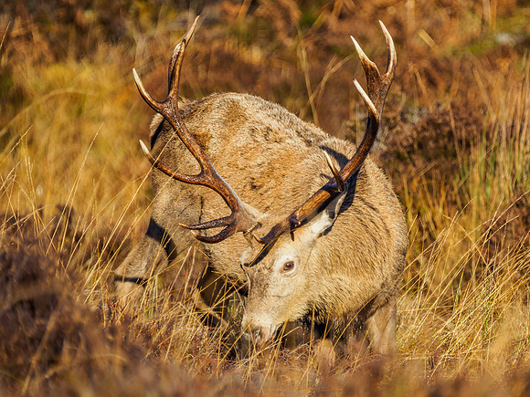 Sunlit Stag