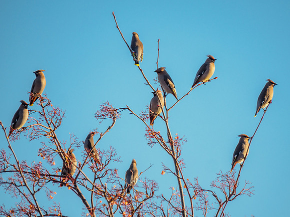 Waxwing Irruption