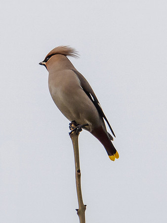 Bohemian Waxwing
