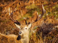 Sunlit Stag