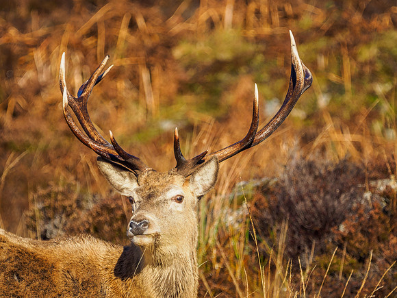 Sunlit Stag