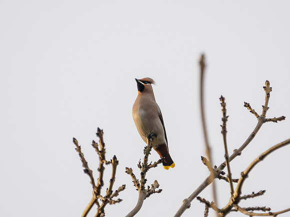 Bohemian Waxwing