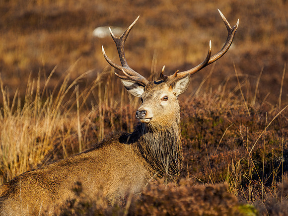 Sunlit Stag 1