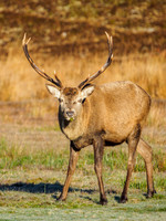 Sunlit Stag