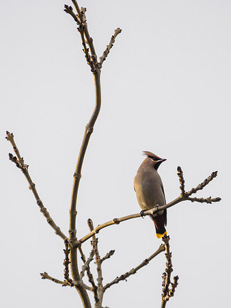 Bohemian Waxwing