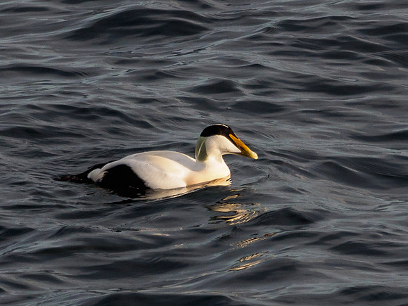 Eider Duck