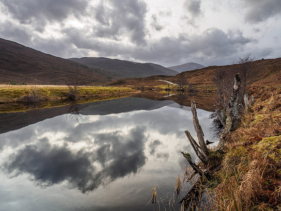 Reflections and Dead Trees