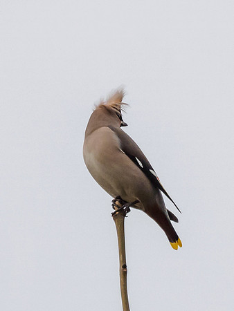 Bohemian Waxwing