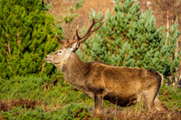 Sunlit Stag