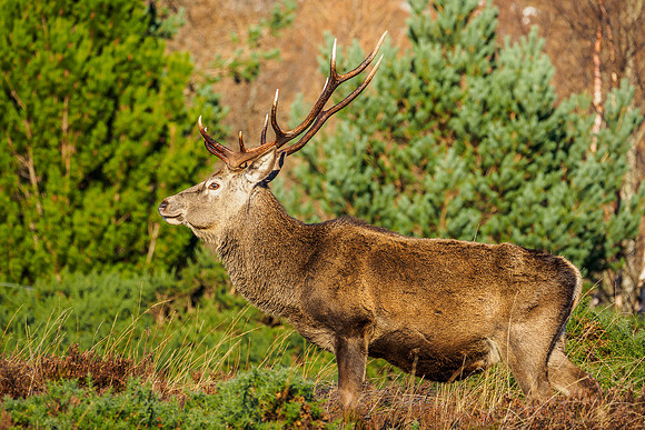 Sunlit Stag
