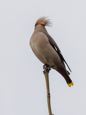Bohemian Waxwing