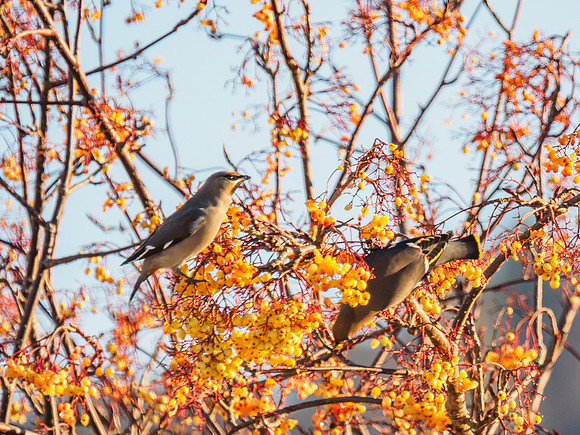Waxwing Irruption