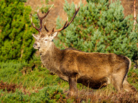 Sunlit Stag