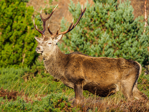 Sunlit Stag