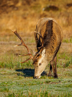 Sunlit Stag 3