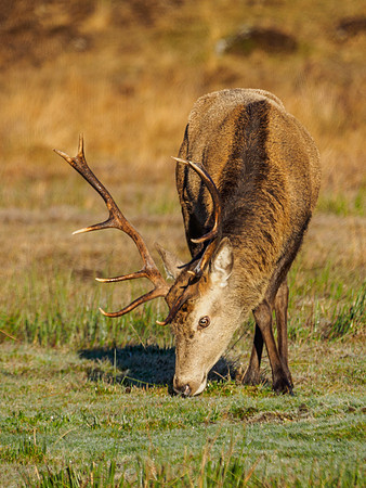 Sunlit Stag 3