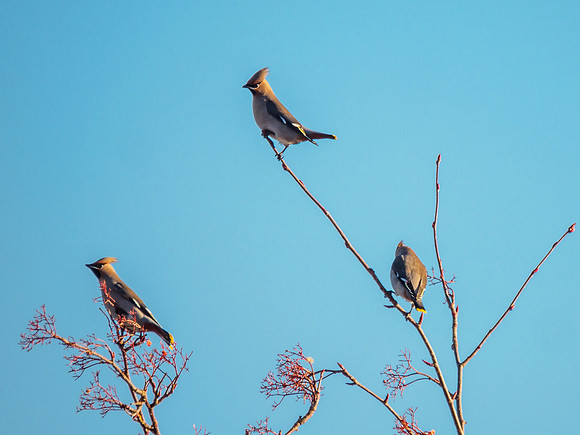 Waxwing Irruption