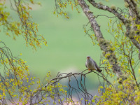 Cuckoo (Cuculus canorus)