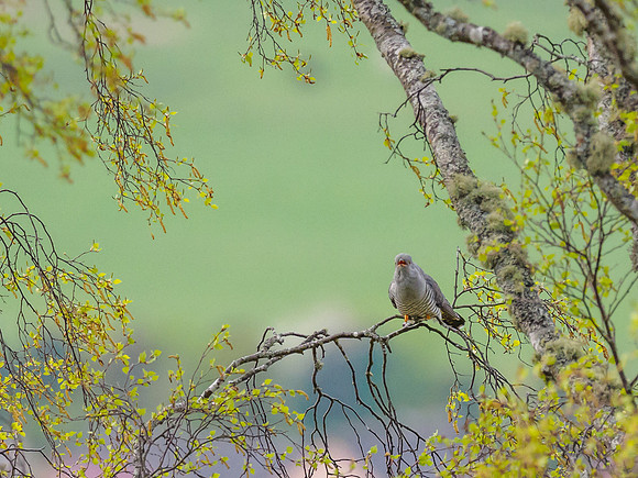 Cuckoo (Cuculus canorus)