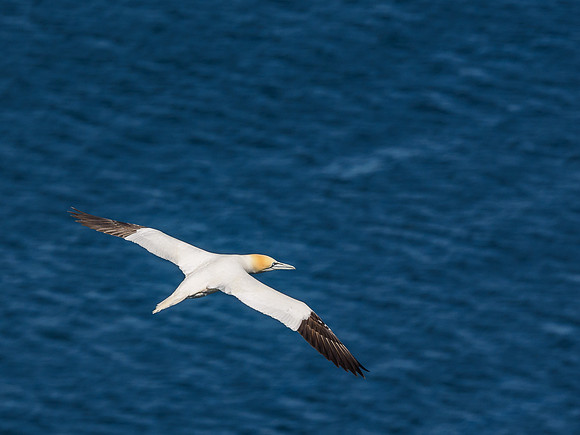 Gannet (Morus bassanus) at Troup Head