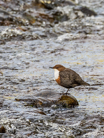 Dipper (Cinclus cinclus)