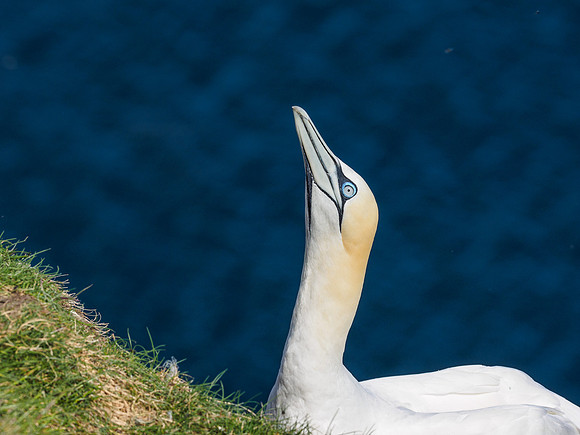 Gannet (Morus bassanus) at Troup Head