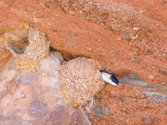 House Martin (Delichon urbicum)