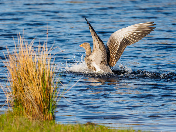 Greylag Goose (Anser anser) Splash-down