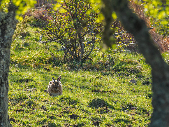 Brown Hare (Lepus europaeus)