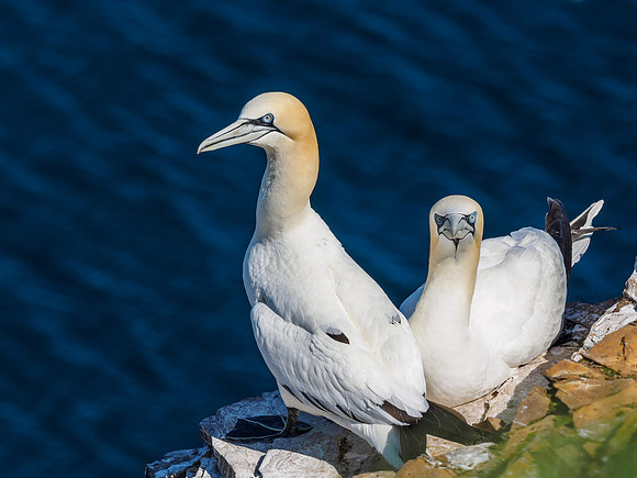Gannet (Morus bassanus) at Troup Head