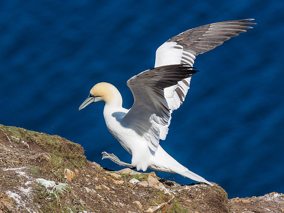 Gannet (Morus bassanus) at Troup Head