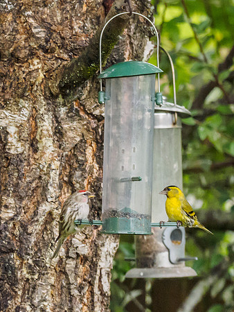 Common Redpoll (Carduelis flammea)