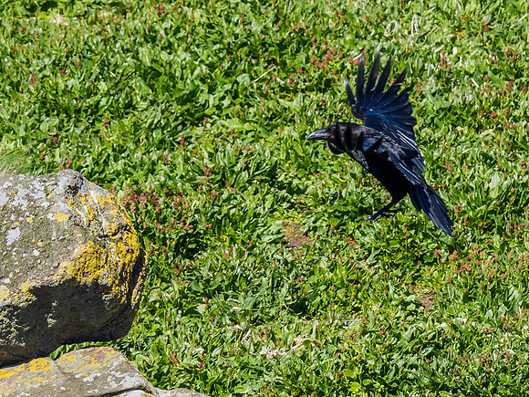 Robbing Raven