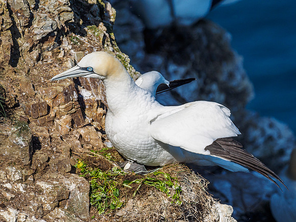 Gannet (Morus bassanus) at Troup Head