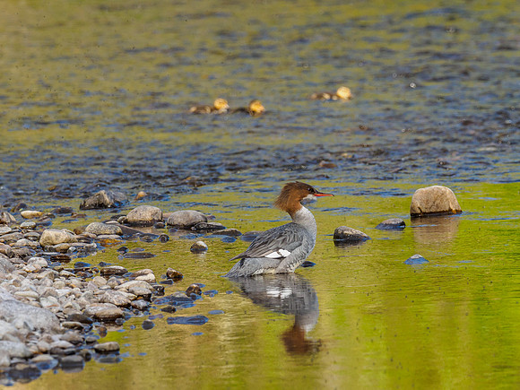 Goosander/Common Merganser (Mergus merganser)