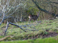 Roe Deer (Capreolus capreolus)
