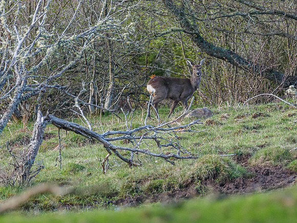 Roe Deer (Capreolus capreolus)
