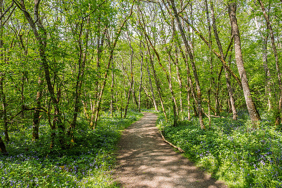 20180526-Urquhart Bay Wood-PEM17707