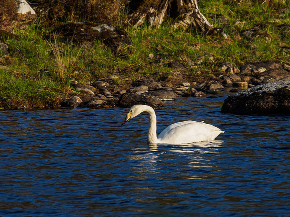 Whooper Swan (Cygnus cygnus)