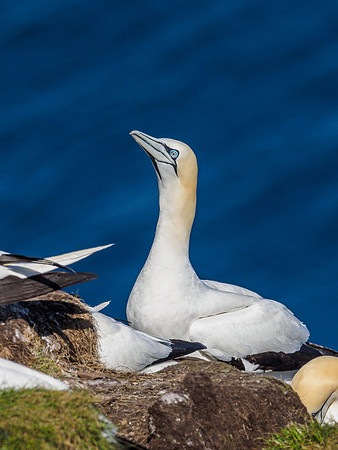 Gannet (Morus bassanus) at Troup Head