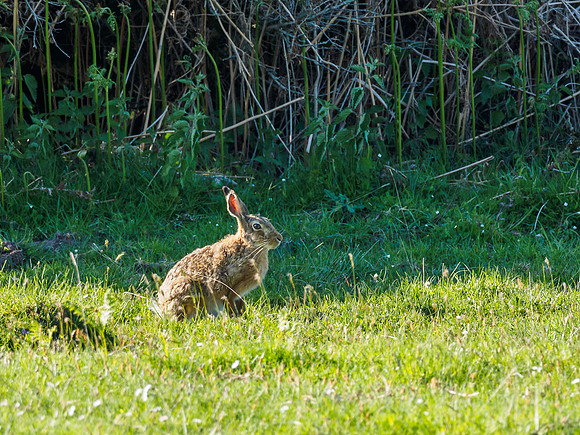 Brown Hare (Lepus europaeus)