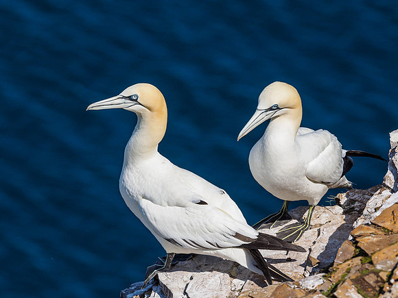 Gannet (Morus bassanus) at Troup Head